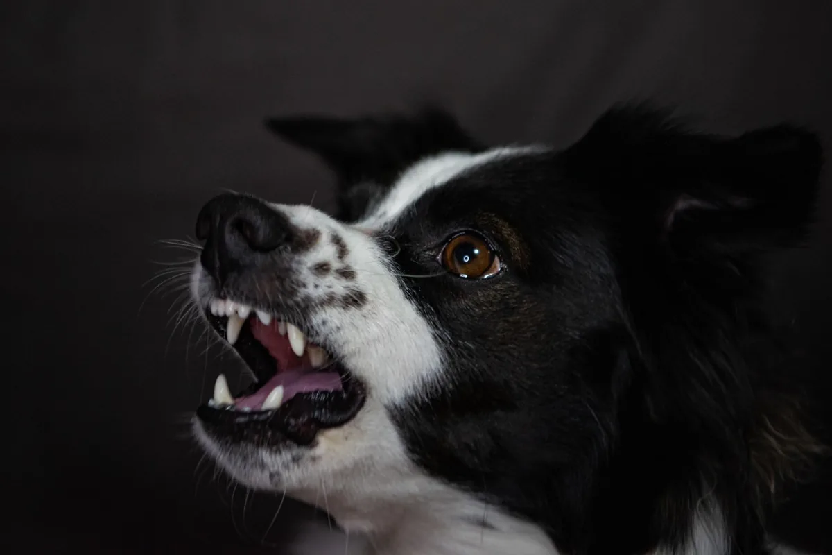 Abogado de mordedura de perro en Fort Worth: un perro gruñendo y mostrando los dientes sobre un fondo oscuro