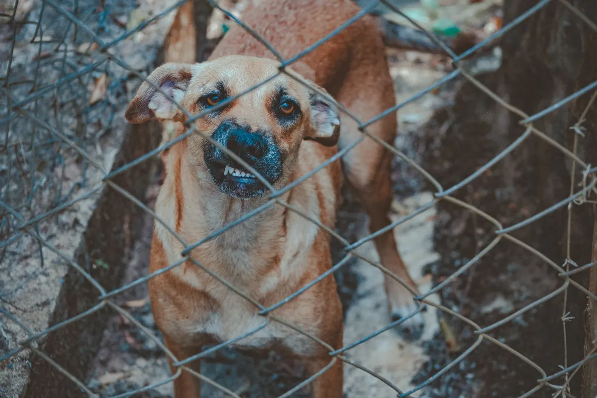 Richardson dog bite lawyer: a dog behind a chain link fence with its muzzle pushed through