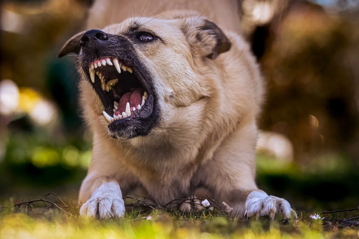 Abogado de mordedura de perro en San Antonio: un perro gruñendo y mostrando los dientes en un jardín